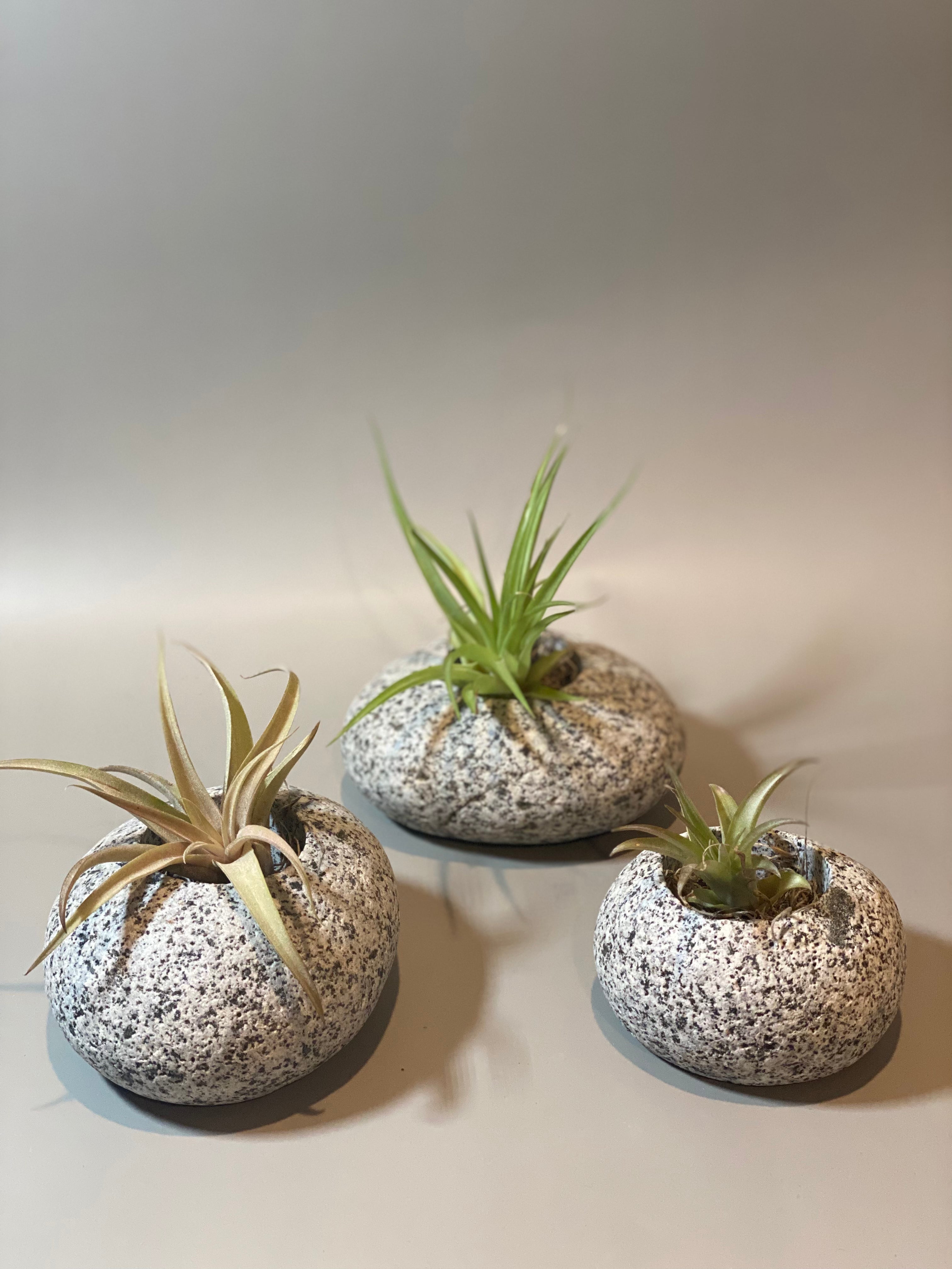 Beach Stone Succulent Planter