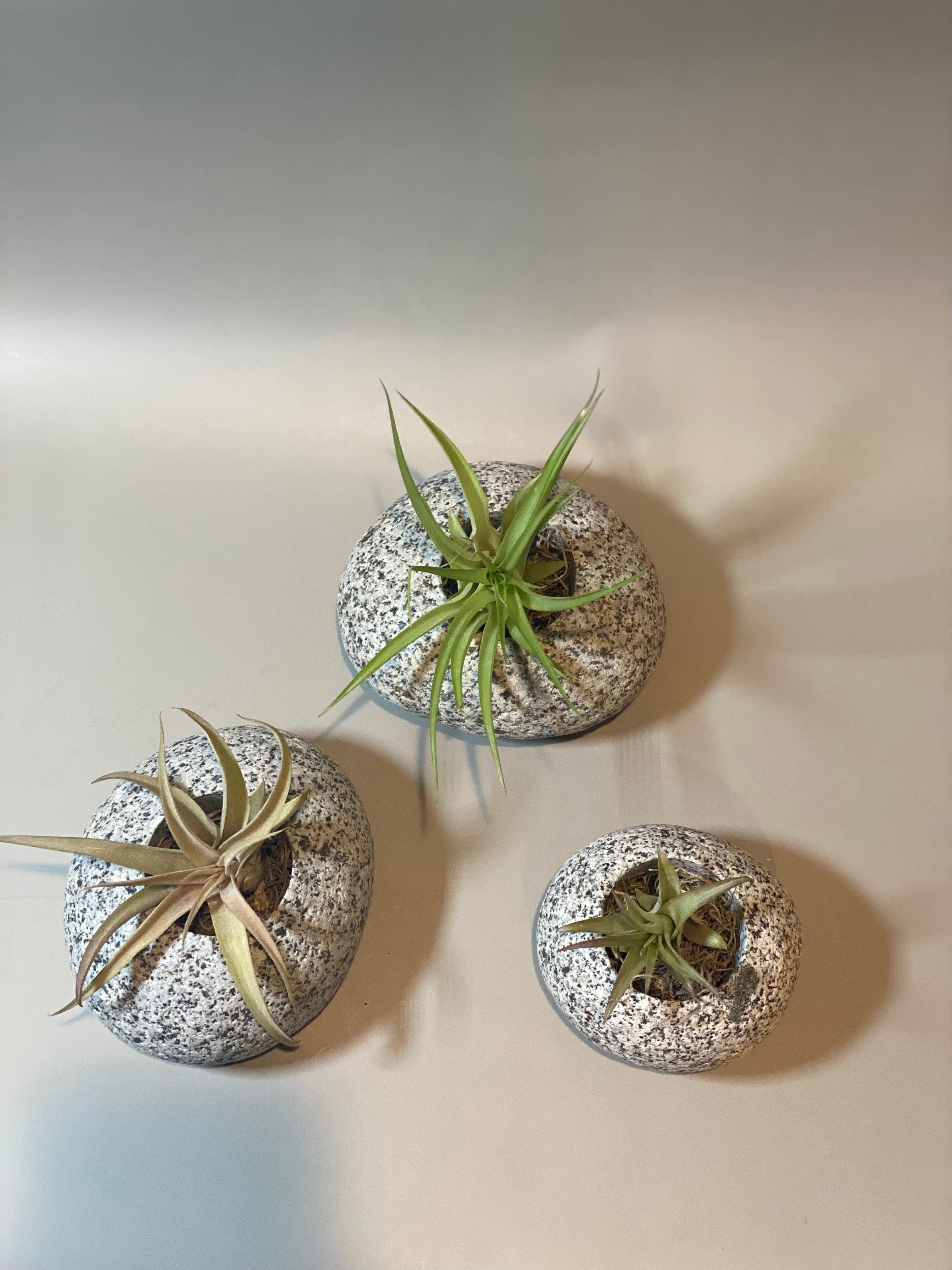 Beach Stone Succulent Planter