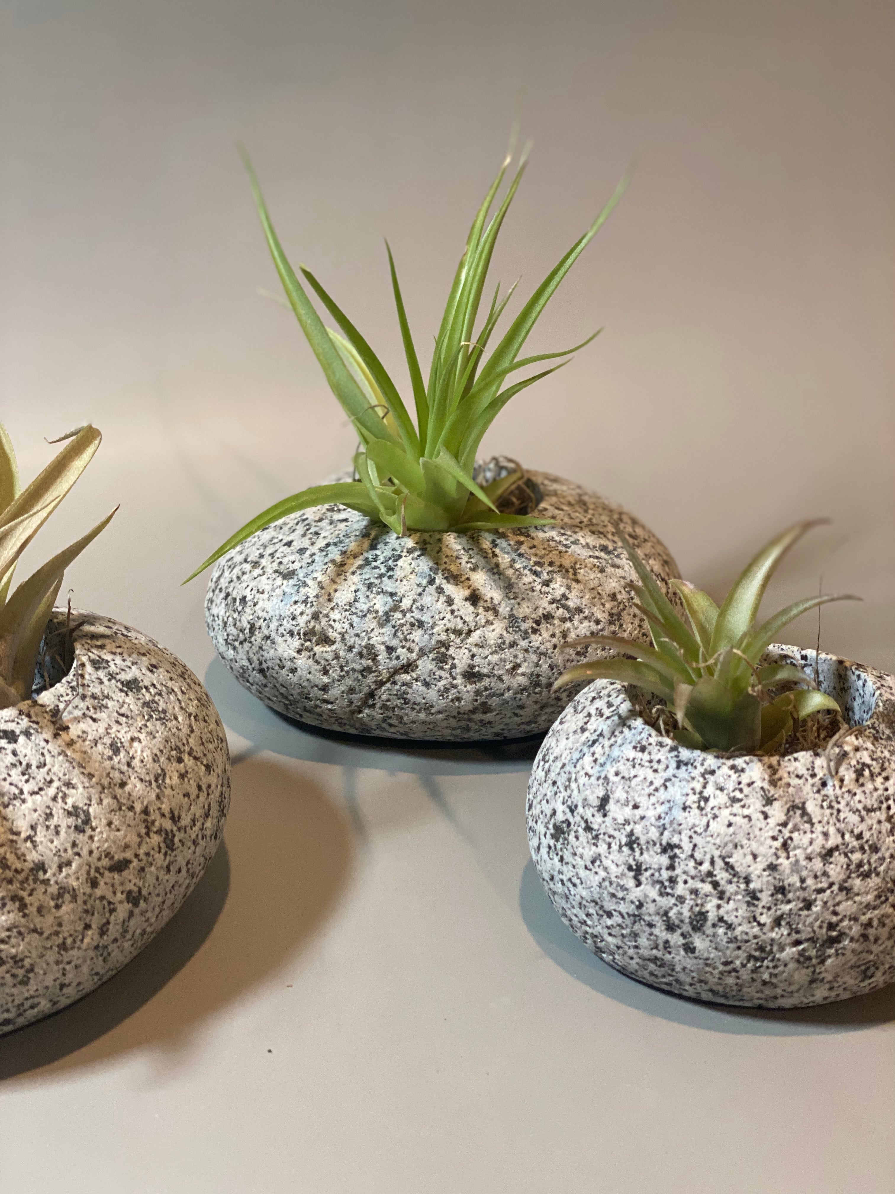 stone succulent planter Beach Stone Succulent Planter