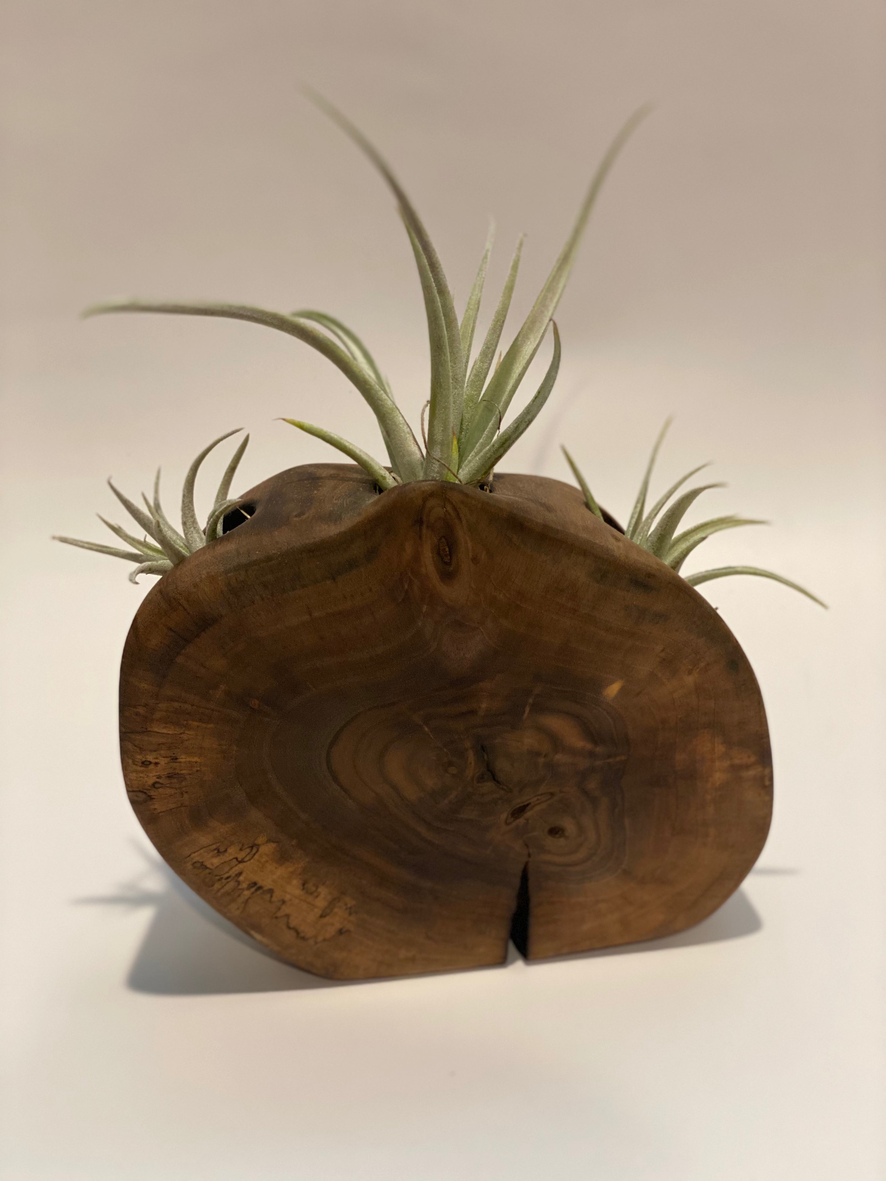 Black Walnut-Air Plant Wood Piece