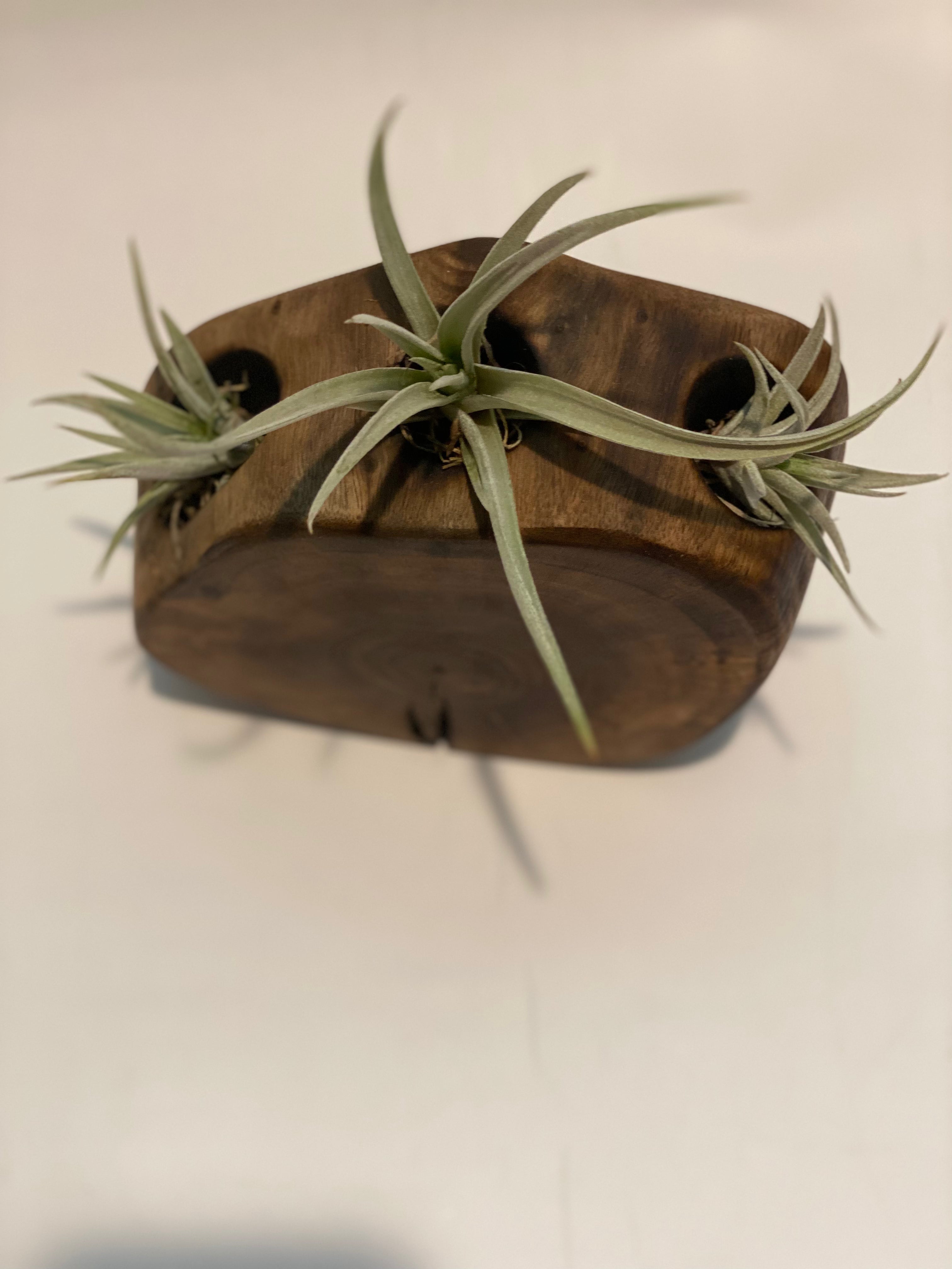 Black Walnut-Air Plant Wood Piece