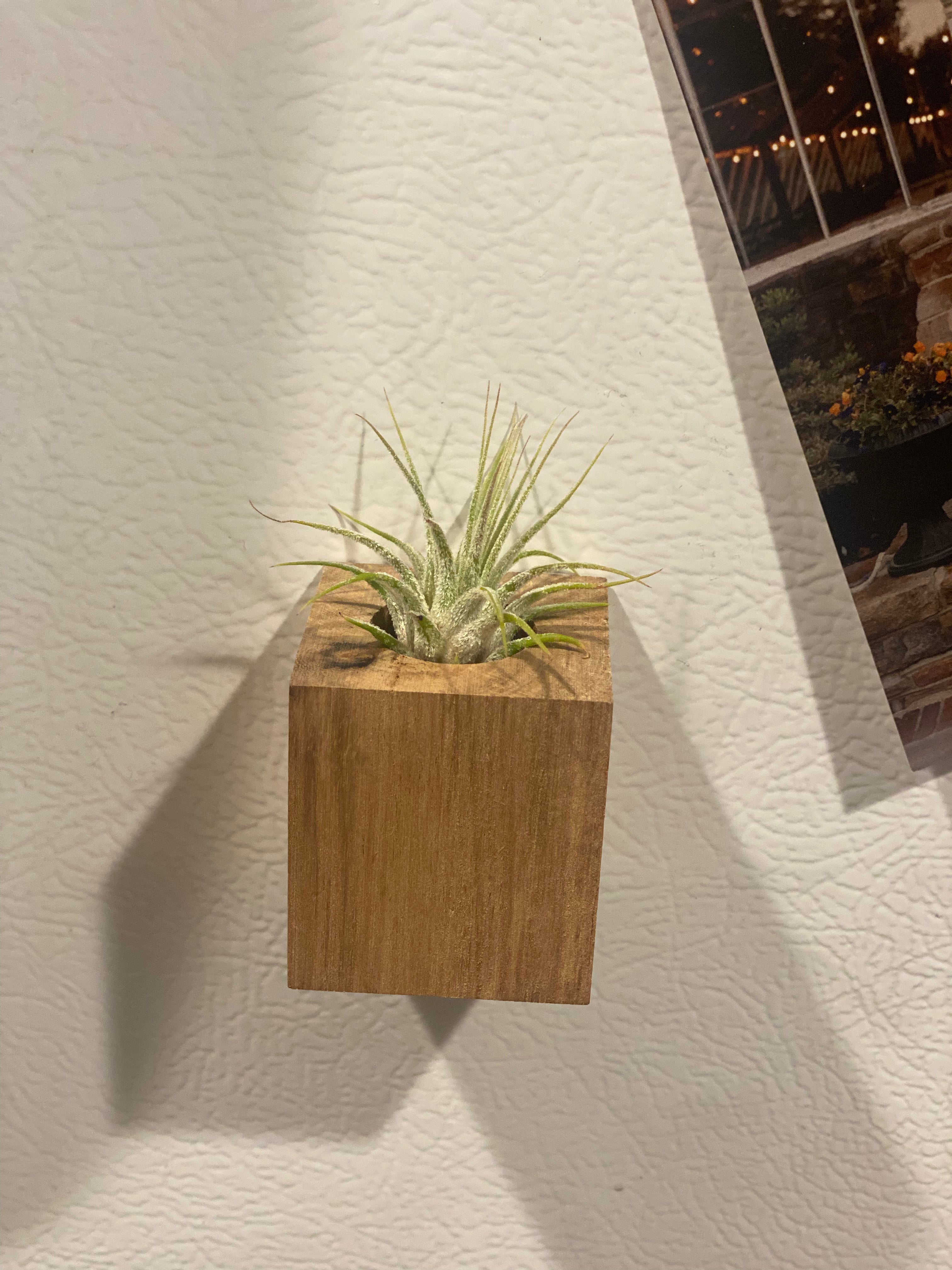 Air Plant Magnets