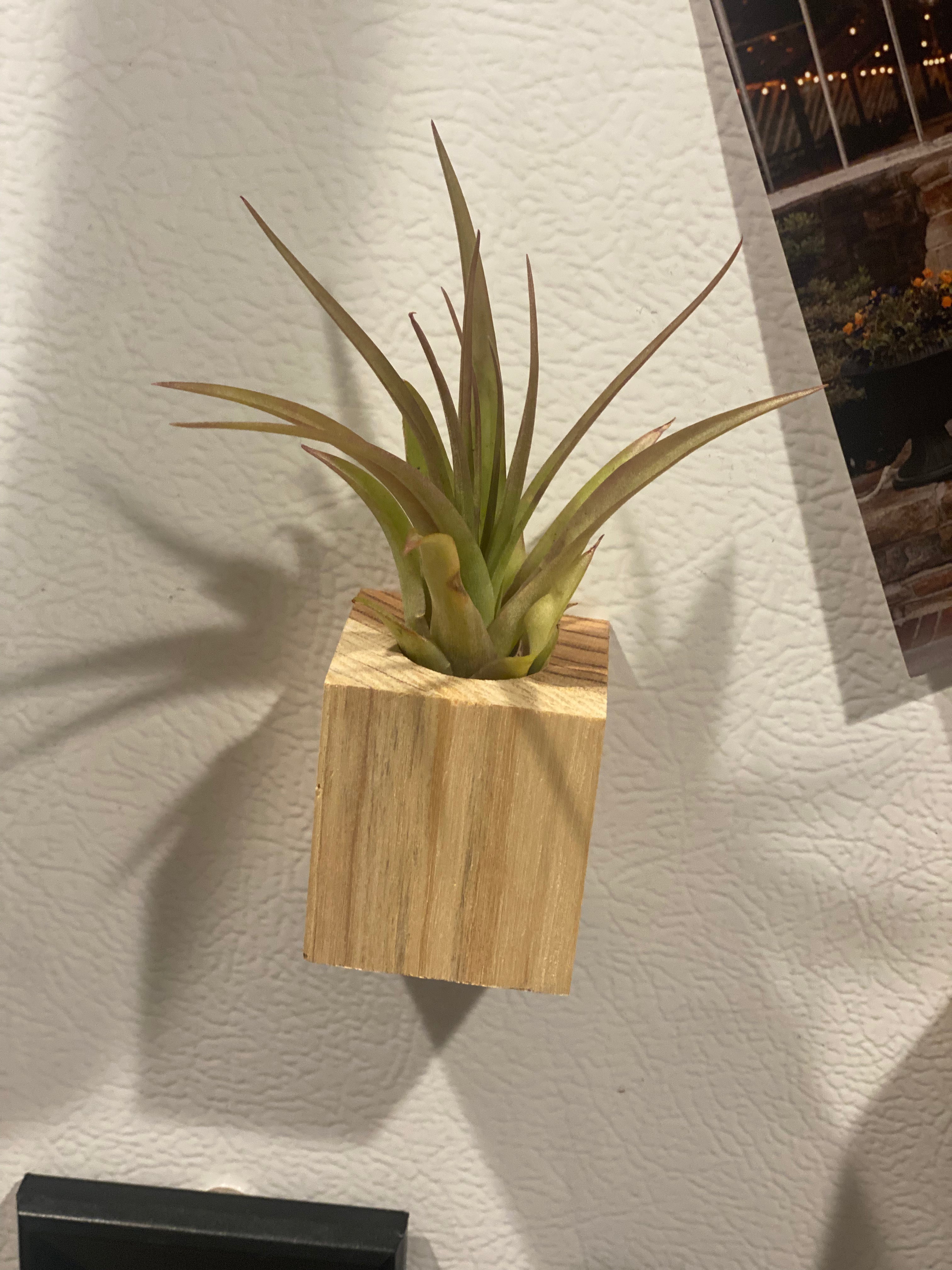 air plant magnet Air Plant Magnets – Talise Home