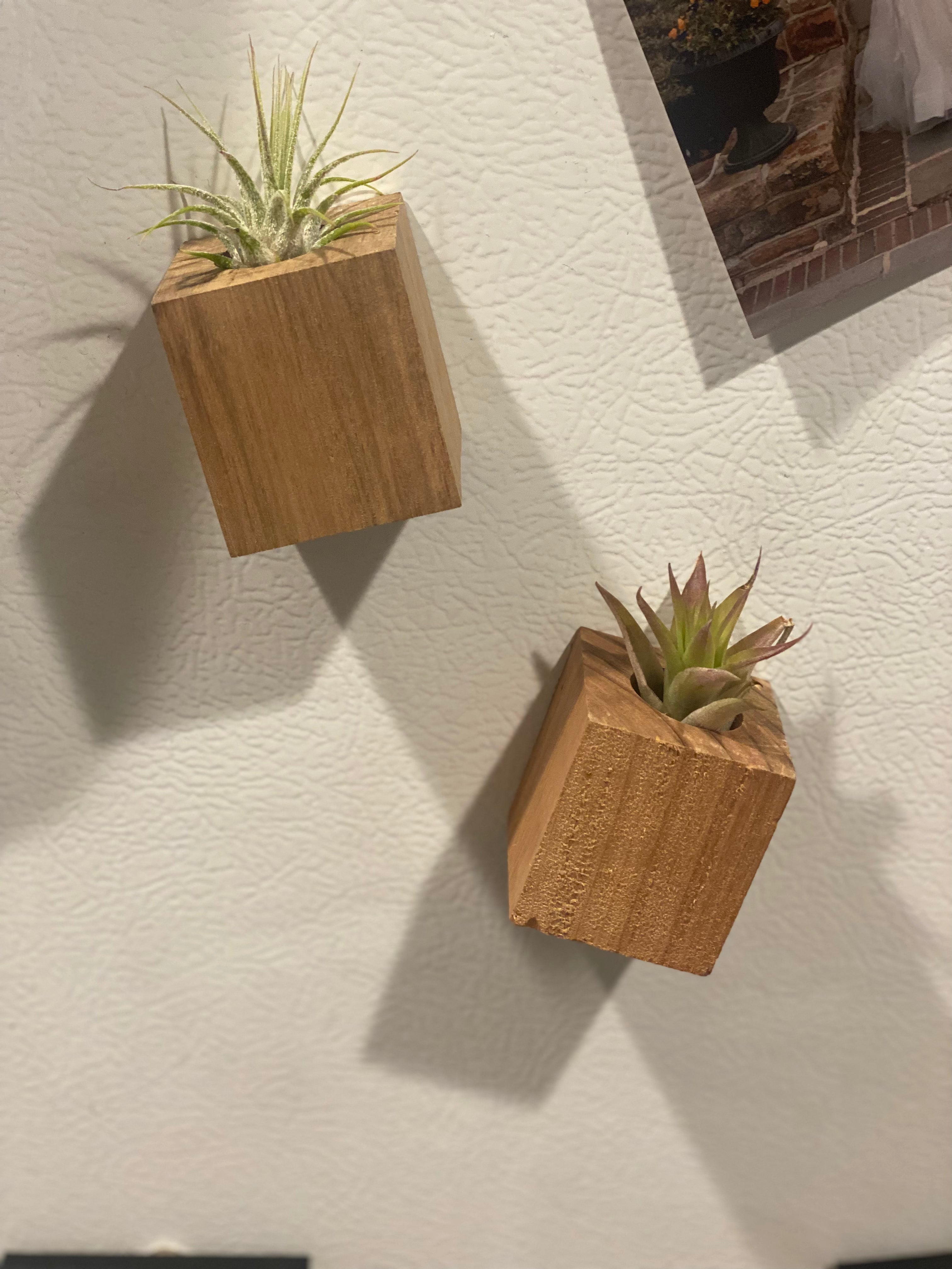 Air Plant Magnets